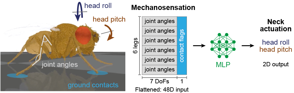 https://raw.githubusercontent.com/NeLy-EPFL/_media/refs/heads/main/flygym/head_stabilization/head_stabilization_schematic.png