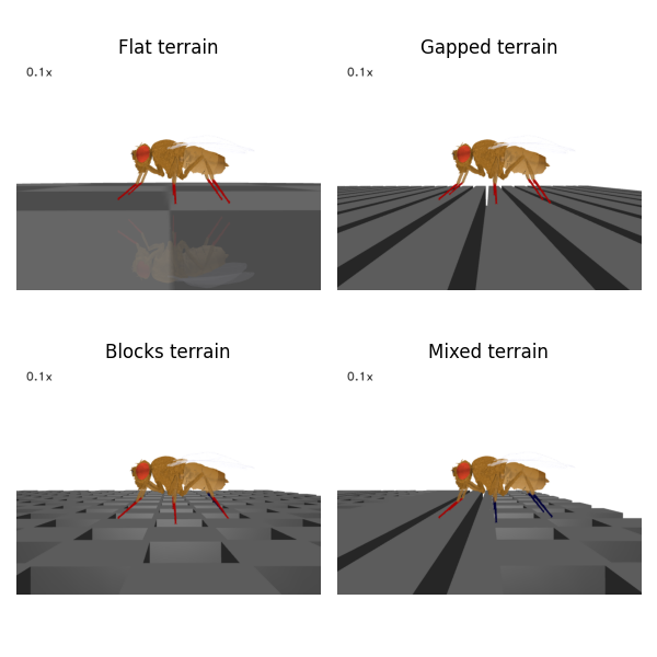https://raw.githubusercontent.com/NeLy-EPFL/_media/refs/heads/main/flygym/hybrid_controller/complex_terrain_overview.png