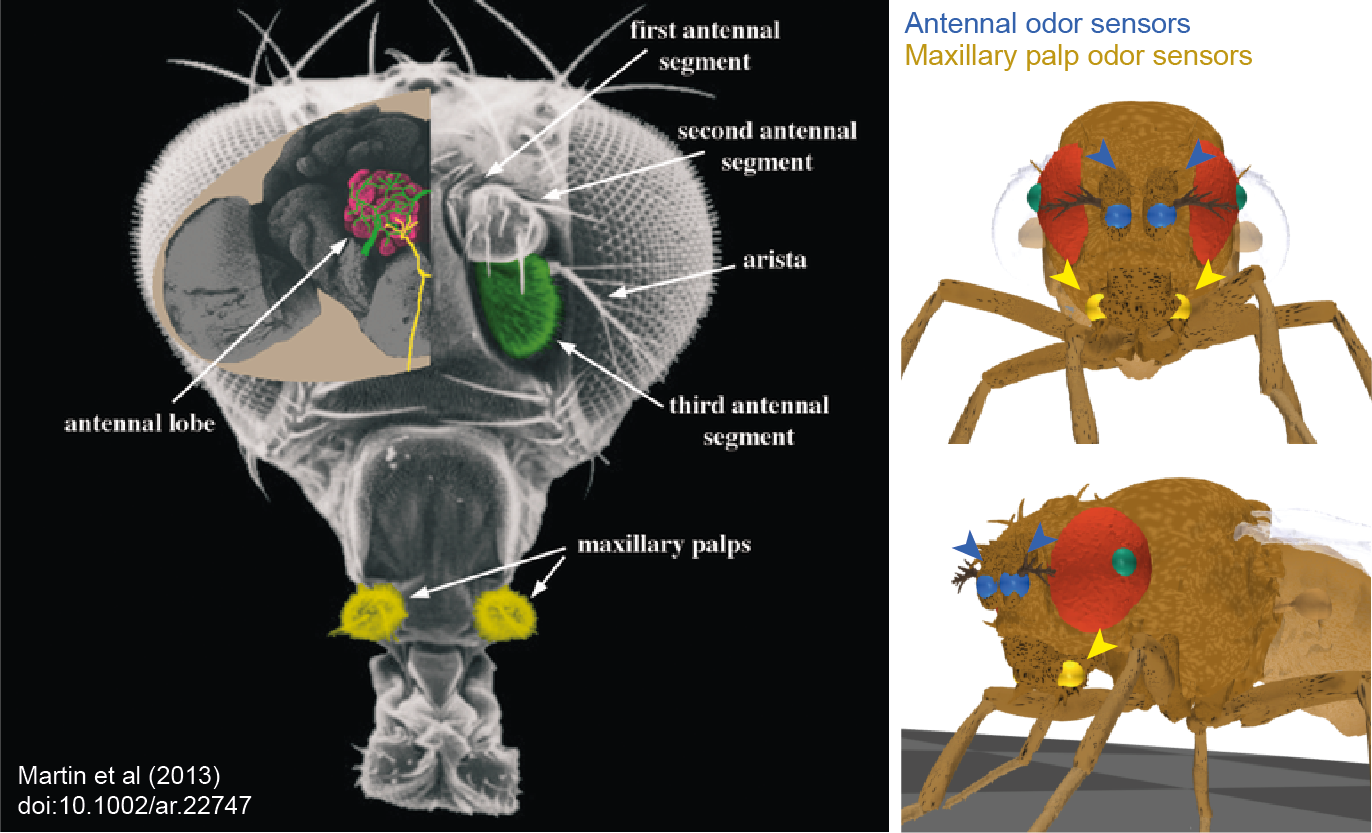 https://raw.githubusercontent.com/NeLy-EPFL/_media/refs/heads/main/flygym/olfaction_basics/olfaction.png