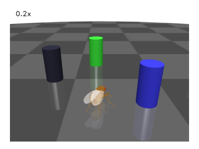 https://raw.githubusercontent.com/NeLy-EPFL/_media/refs/heads/main/flygym/vision_basics/vision_sim_env.png