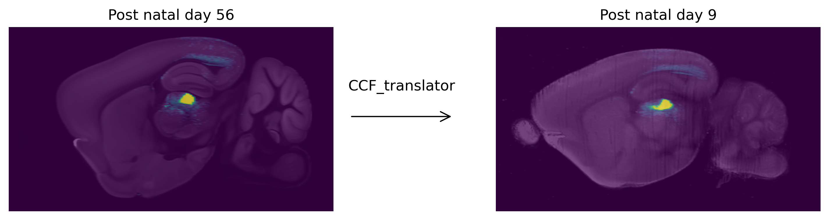 an image which shows a viral tracing study overlaid on the allen adult ccfv3 template. it shows that same viral tracing data transformed and overlaid on a post natal day 9 template. between the two images is an arrow pointing from the adult to the post natal day 9 brain, above which is text saying CCF_translator, implying that CCF_translator was used to transform the data from adult to post natal day 9.