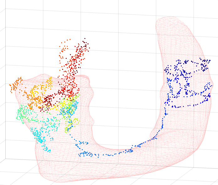 Aorta and trajectory