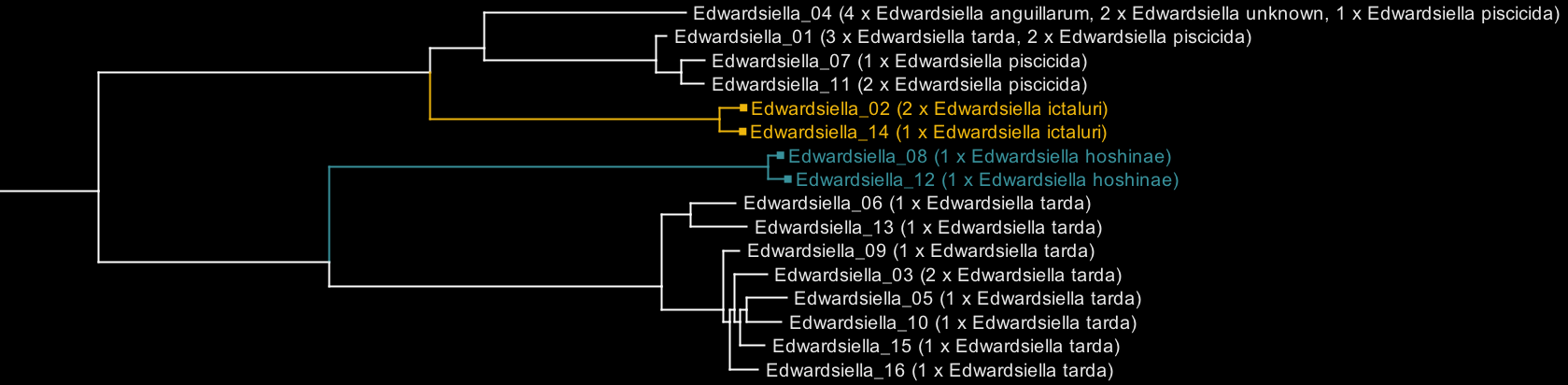 Edwardsiella before