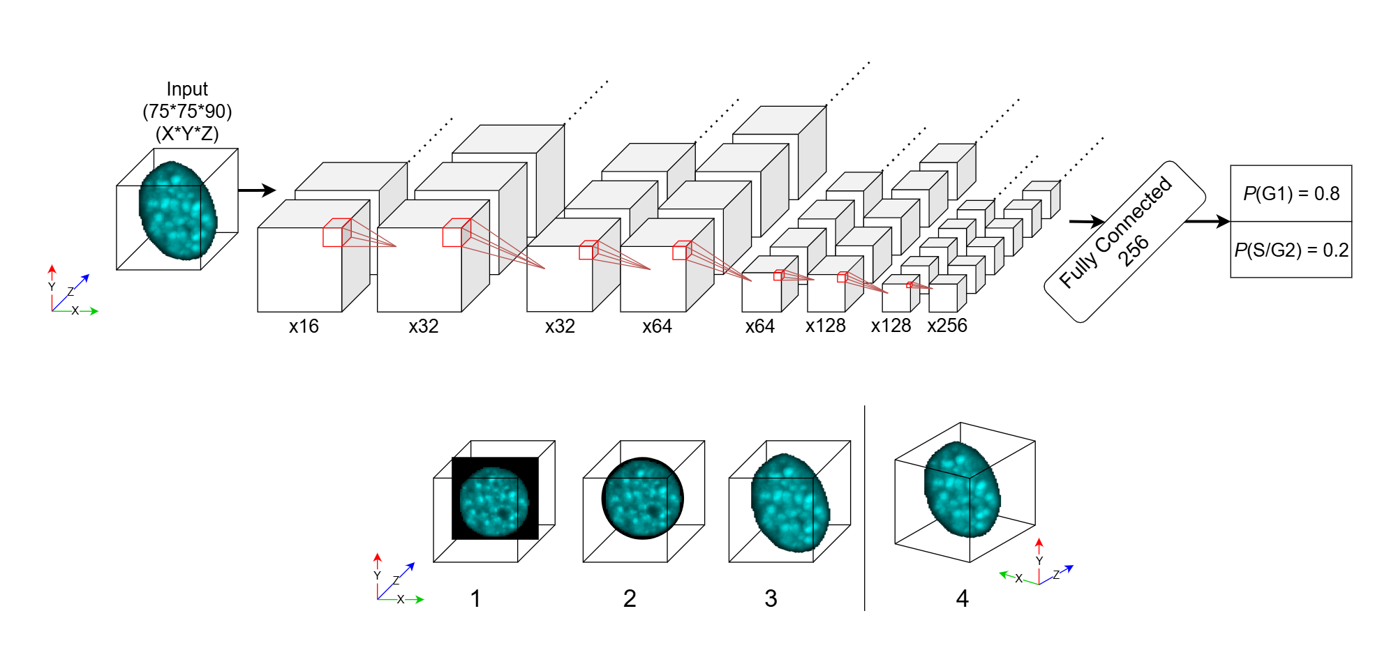 CellCycleNet Diagram