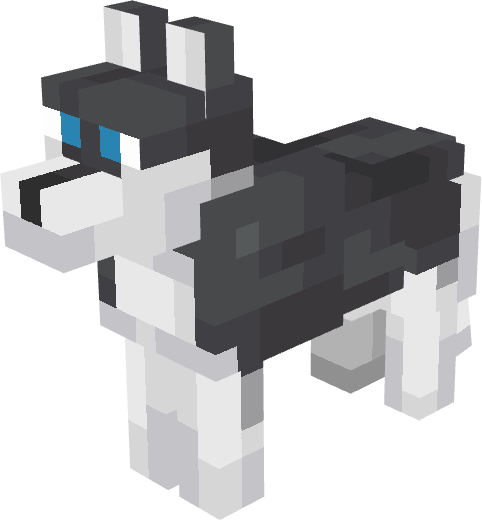 Black and White Husky