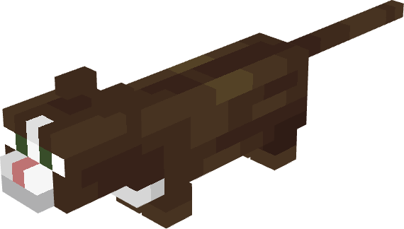 Brown Tuxedo Munchkin