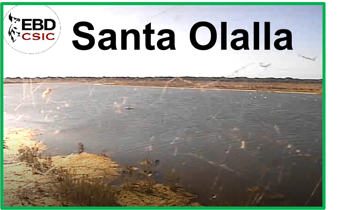 Santa Olalla Alert