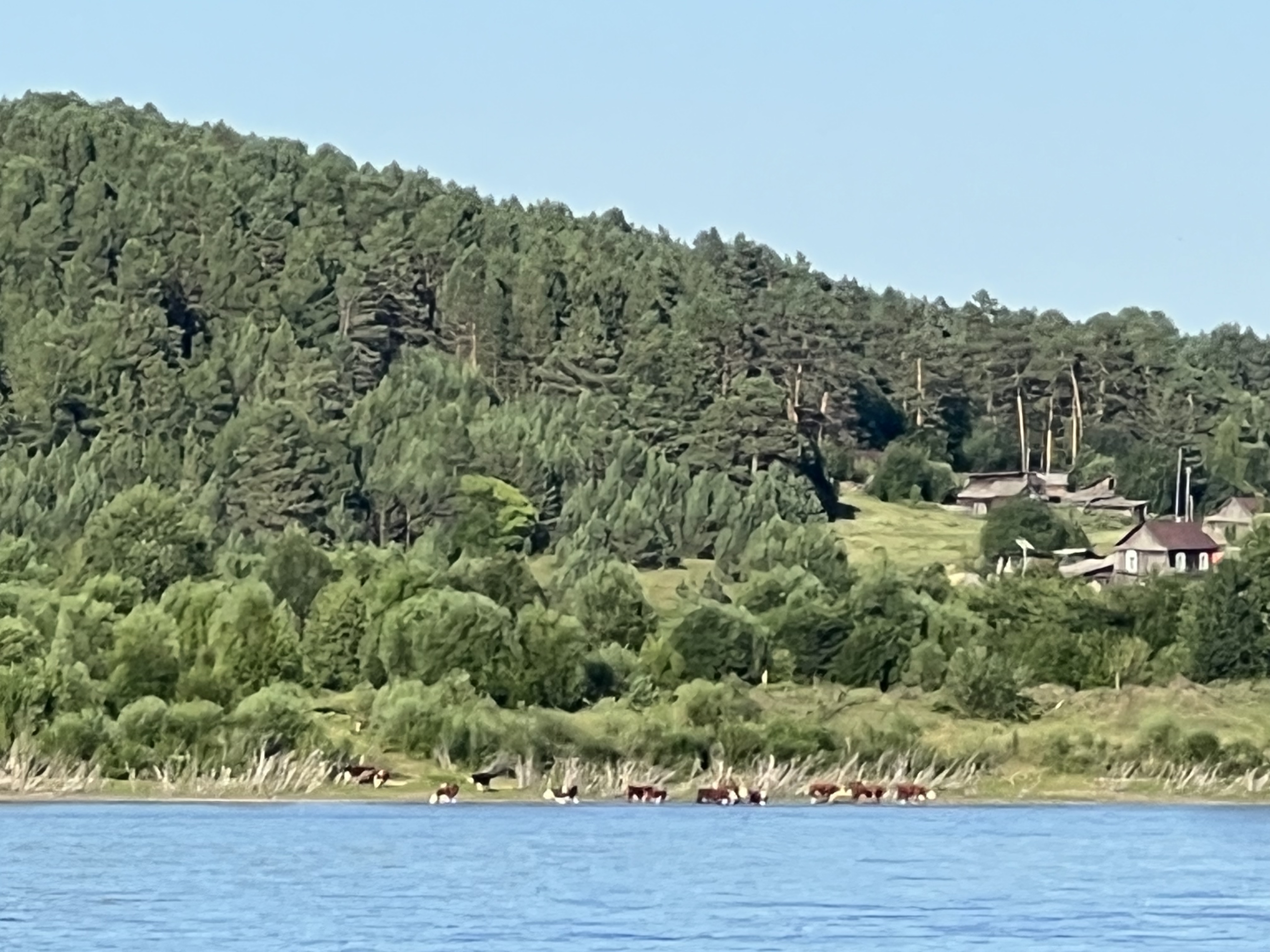 对岸俄罗斯的牛群