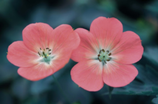 Images/flower-blur.jpg