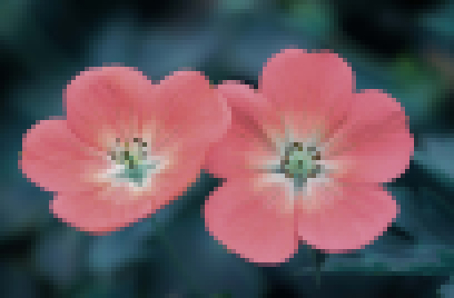 Images/flower-pixel.jpg