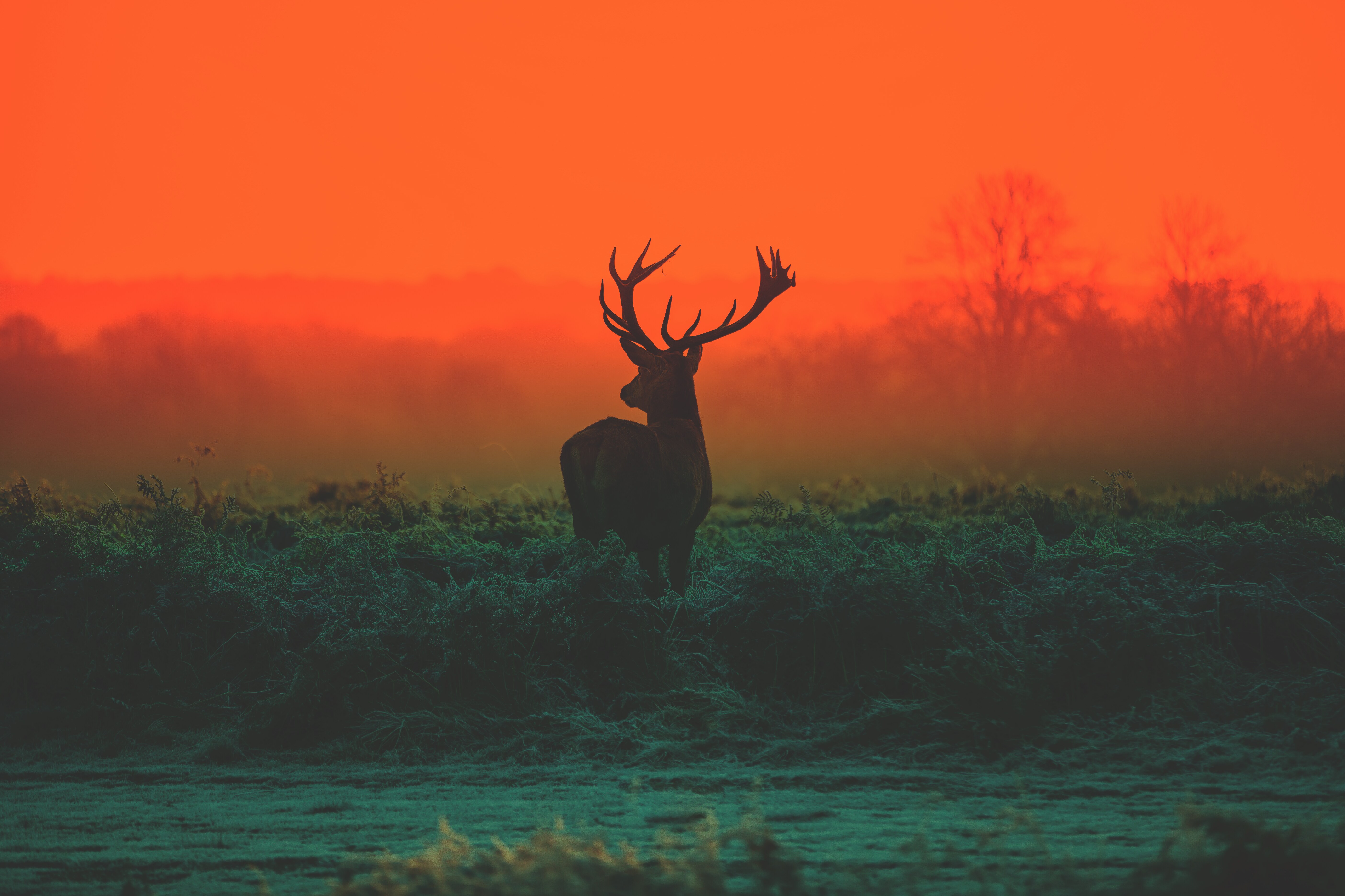 Dusk guardian