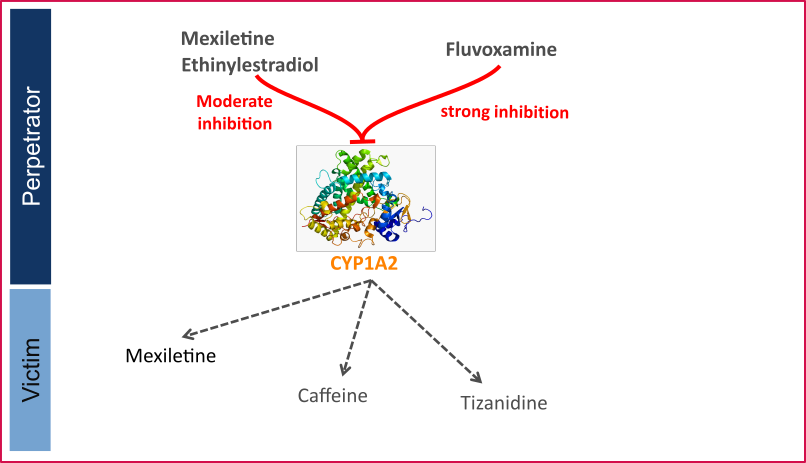 DDI CYP1A2 network