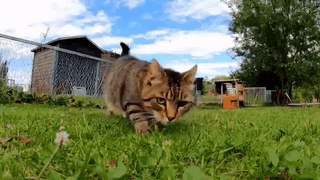 hunyuanvideo-t2v-cat-grass-official demo