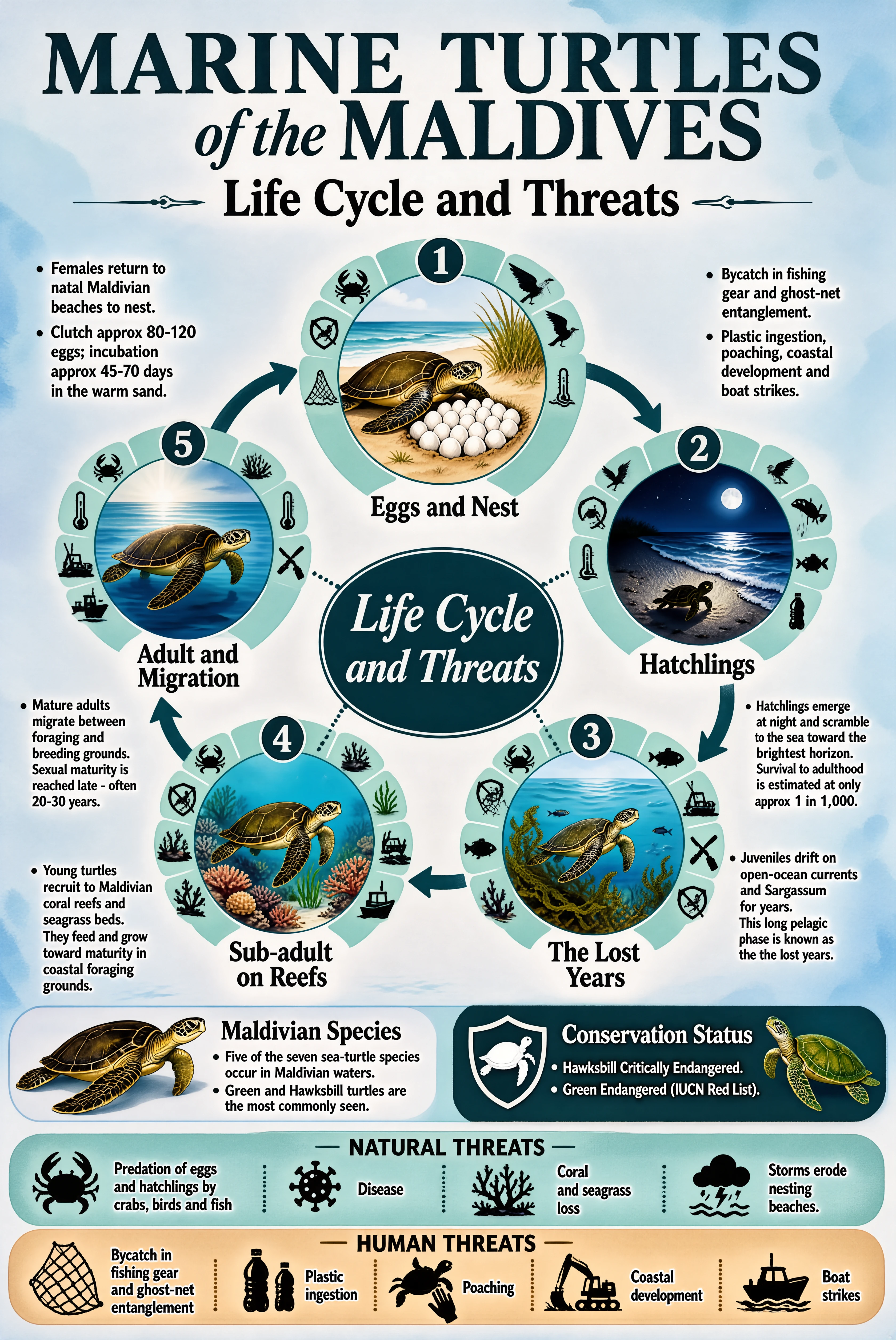 Marine turtle educational infographic generated by SenseNova-U1.5 (Preview)