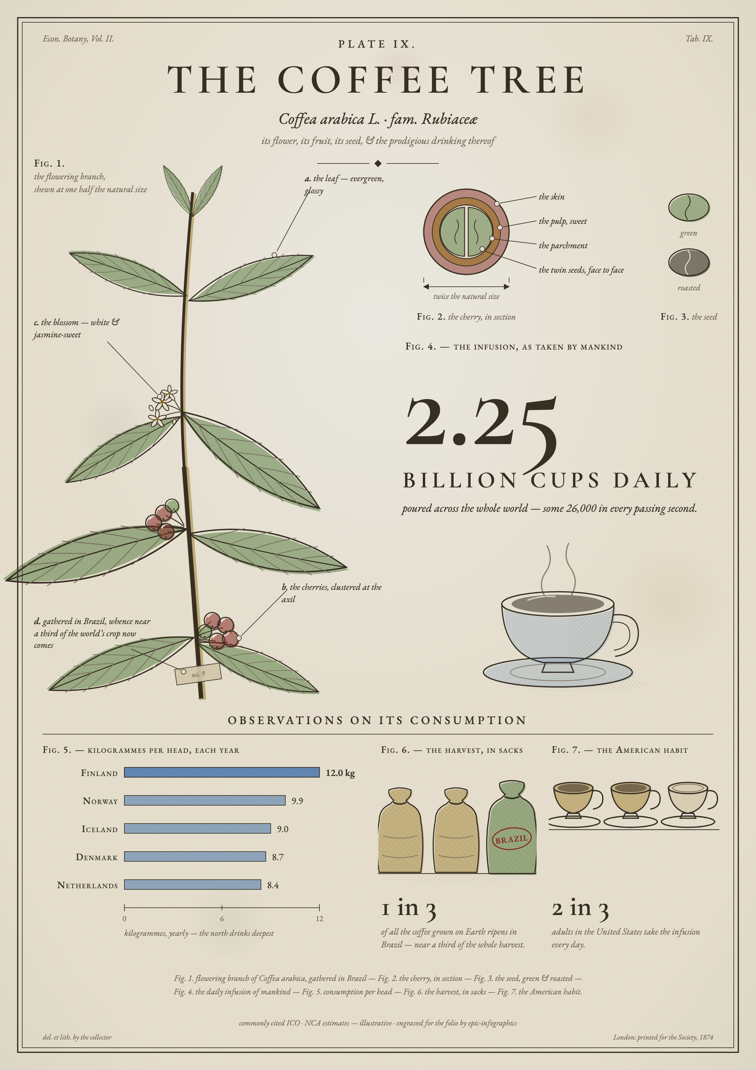 The coffee tree, naturalist plate