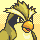 pidgey