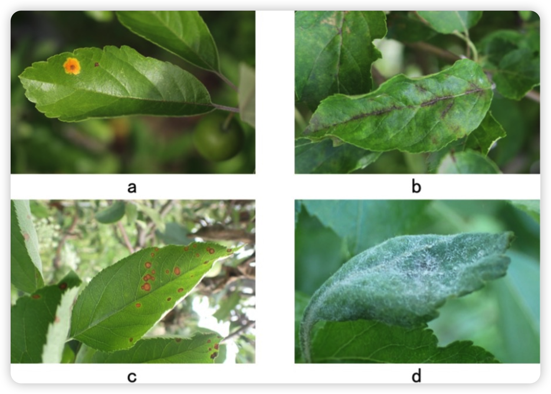 Four disease examples