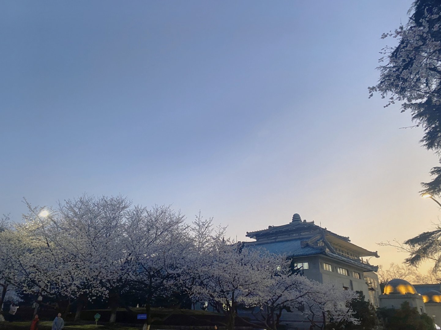 Cherry Blossom Season in 2024, at Wuhan University