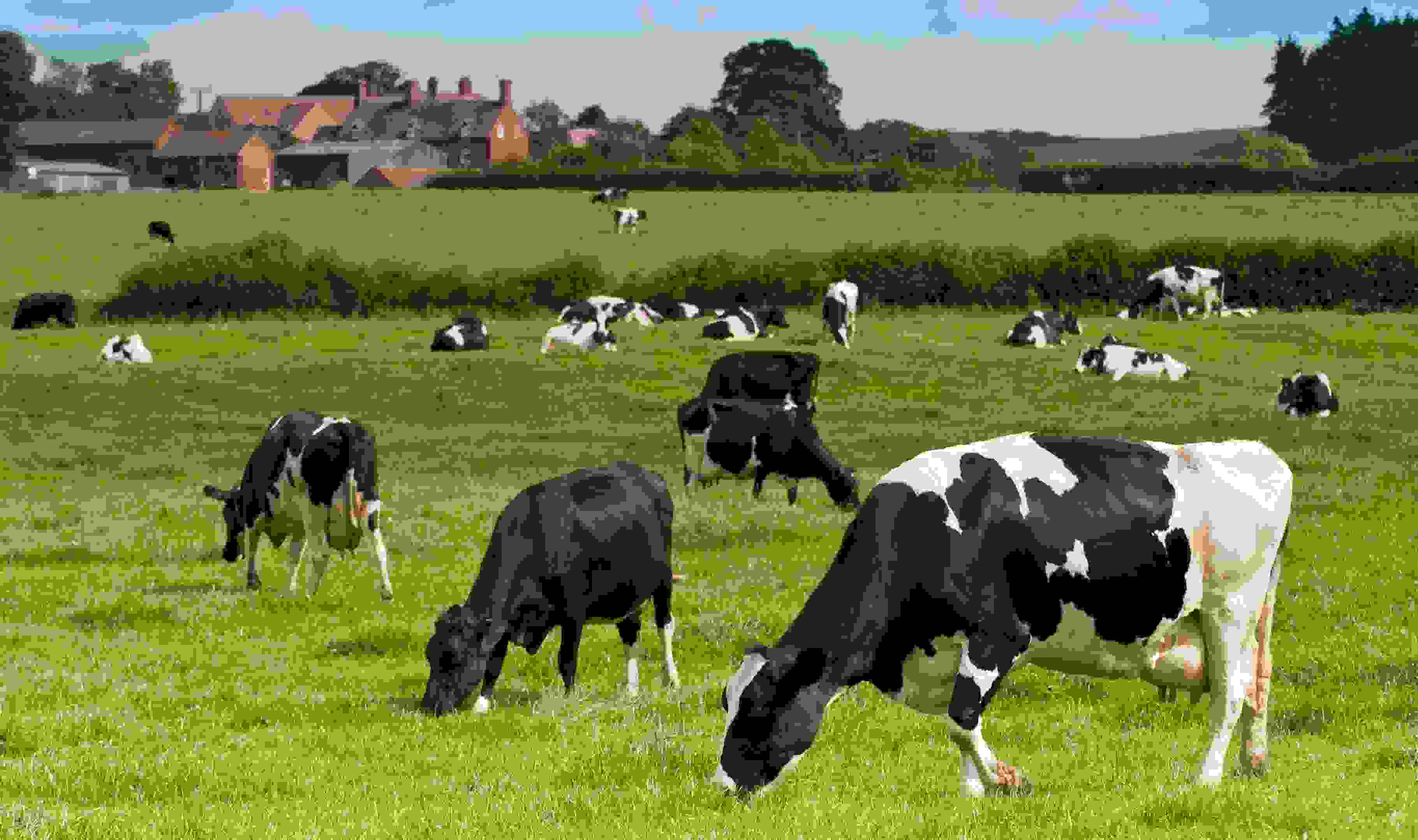 Dairy cows grazing freely in an open green pasture