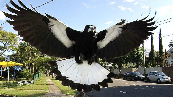 Magpie Memo – a note in use with waypoint and skill chips