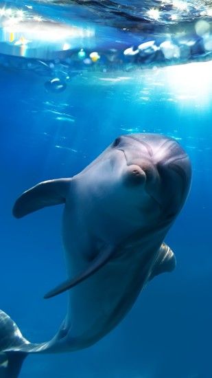 A cute dolphi