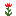 Castilleja