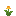 Daffodil