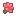 Cactus Flower