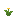 Daffodil