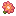 Cactus Flower