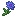 Cornflower