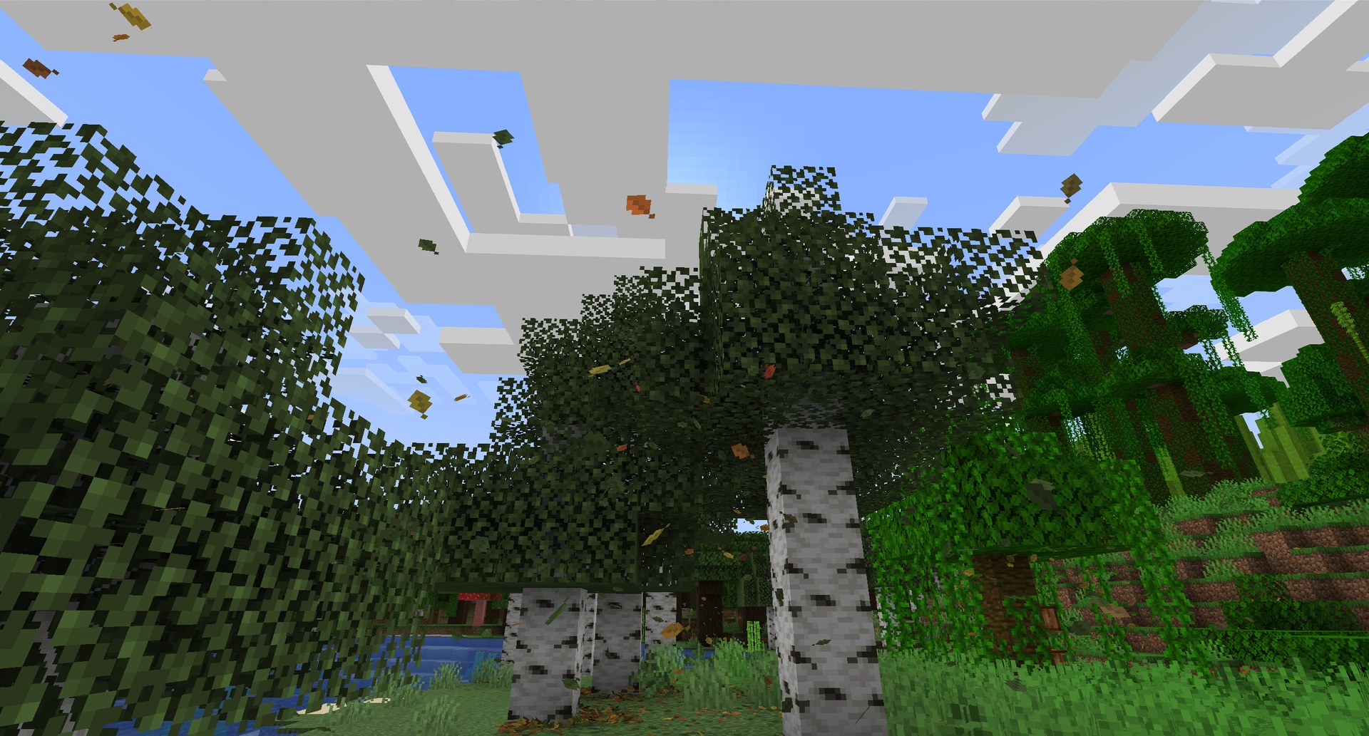Leaves letting go of the birches and drifting down against the sky