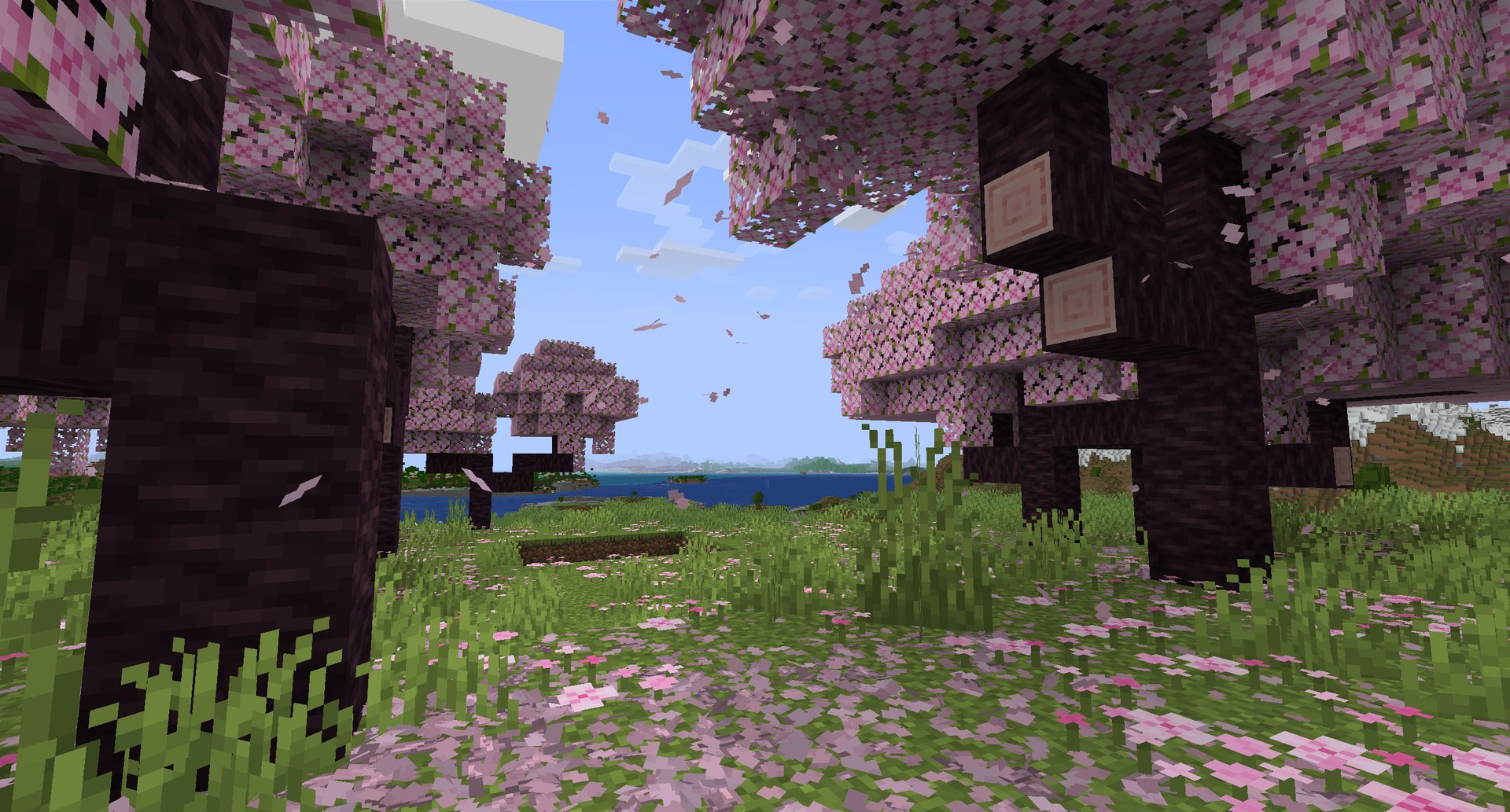 Petals falling in a cherry grove and covering the grass