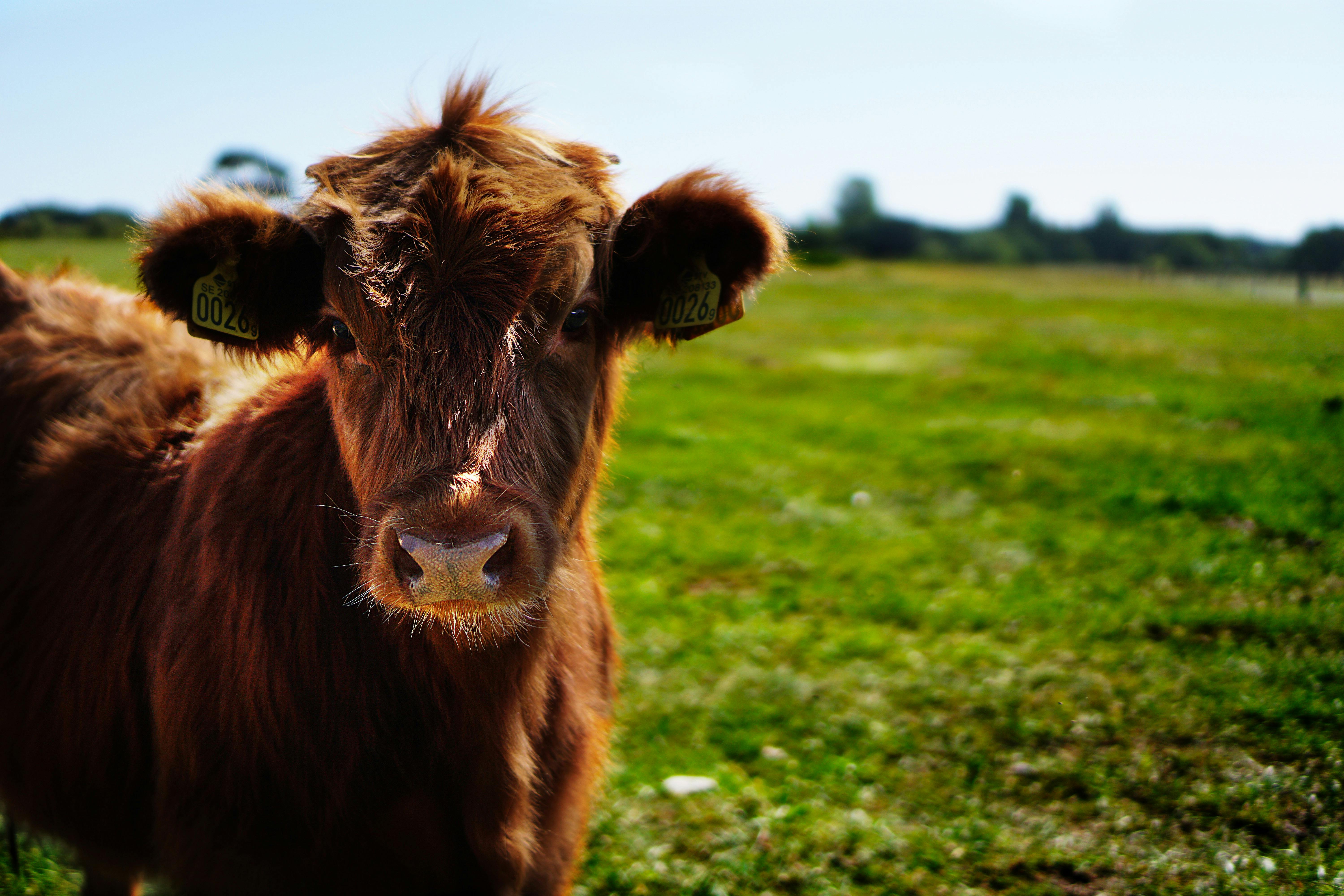 Cattle in a field