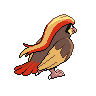 pidgeot