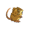 raticate