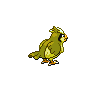 pidgey