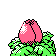 ivysaur