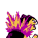 typhlosion
