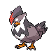staraptor
