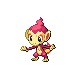 chimchar