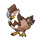 staraptor