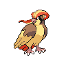 pidgeot