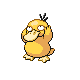 psyduck