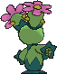 maractus
