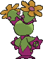 maractus