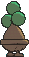 Bonsly Back