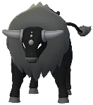 Shiny Tauros (Paldea Combat)