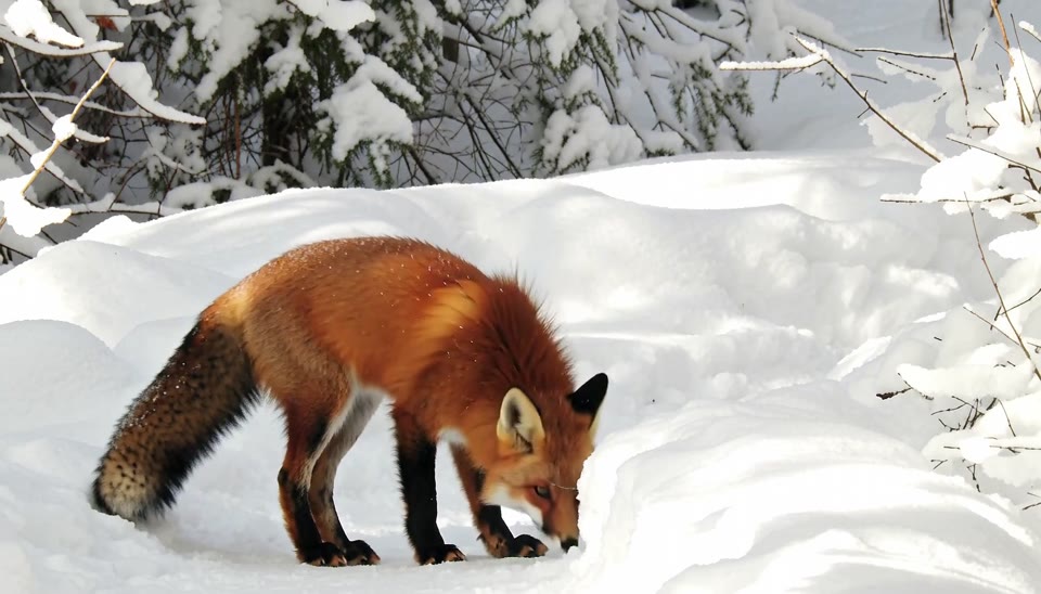 fox_keyframes: a first frame and two guides