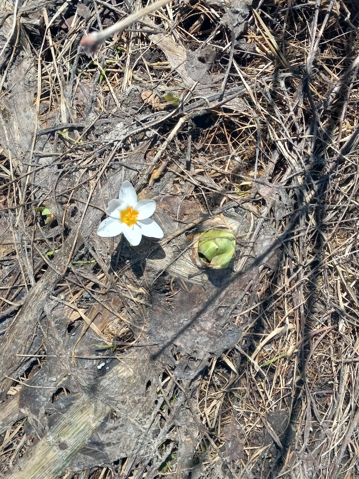 Crocus albidus rouynorандensis